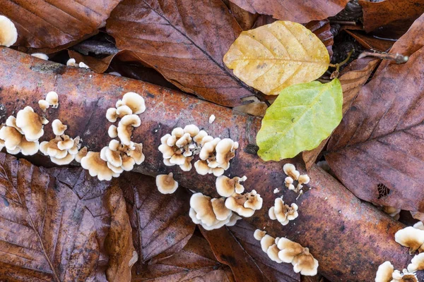 Setas Silvestres Que Crecen Una Rama Descomposición Entre Hojas Muertas — Foto de Stock