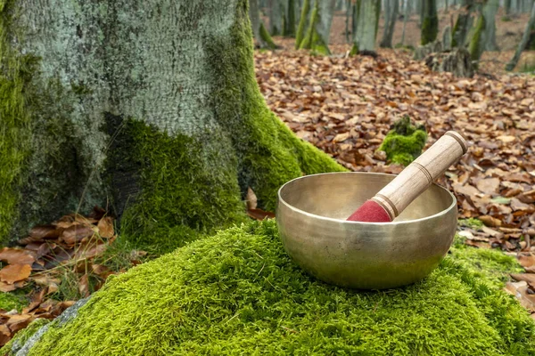 A Himalayan singing bowl photographed in the forest on a stone covered with mosses