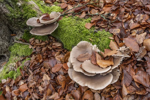 Divoké Ústřicové Houby Rostoucí Starých Kořenech Stromů — Stock fotografie