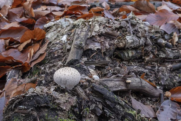 Gema Tachonado Puffball Creciendo Descomposición Residuos Madera Fondo Del Bosque —  Fotos de Stock