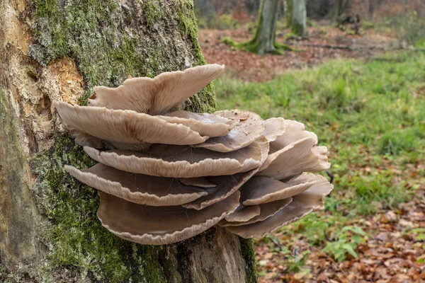 Wild Oyster Mushrooms Growing Old Tree Roots — ストック写真