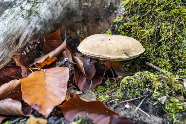 コケとブナの木の死んだ葉の間の木の茎で育つポルチーニ家族の食用の野生のキノコ — ストック写真
