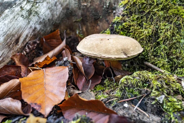 Edible wild mushrooms of the Boletus family growing at the tree stem among mosses and dead leaves of beech trees