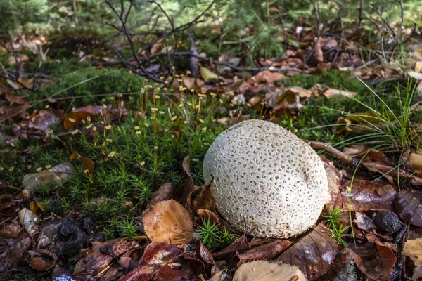 Společná Pozemská Koule Roste Mezi Mechy Lese Dole — Stock fotografie