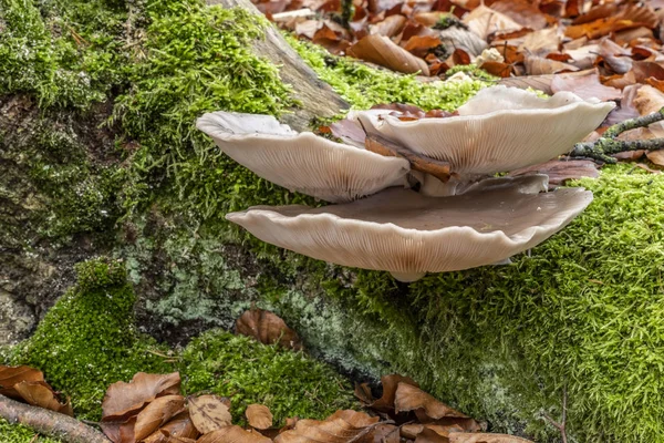 Oyster Muchrooms Creciendo Raíces Árboles Muertos —  Fotos de Stock