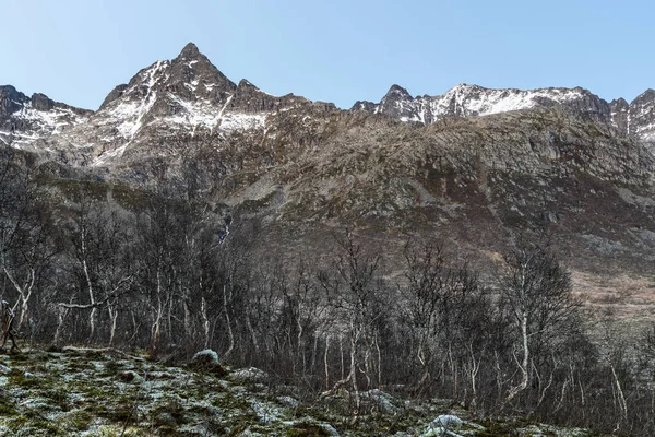 Tromso İlçesi arka planda yüksek muntains ile bir dağ huş ormanı, Norveç