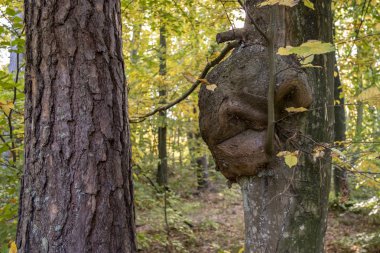 Enfeksiyon nedeniyle ağaç sapma