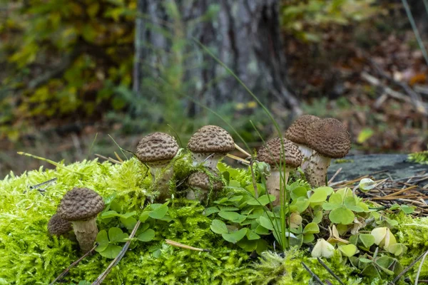 苔の中で育つ蜂蜜のキノコ — ストック写真