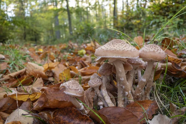 Honung Svamp Slutet Hösten Bokskogen — Stockfoto