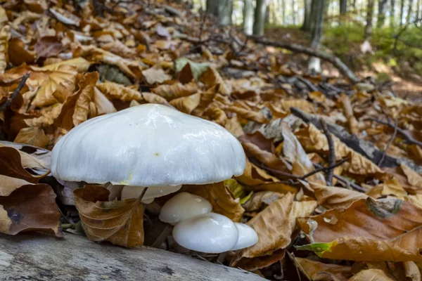 ブナの木の枯れ葉の間で腐敗した枝に成長する磁器の真菌 — ストック写真