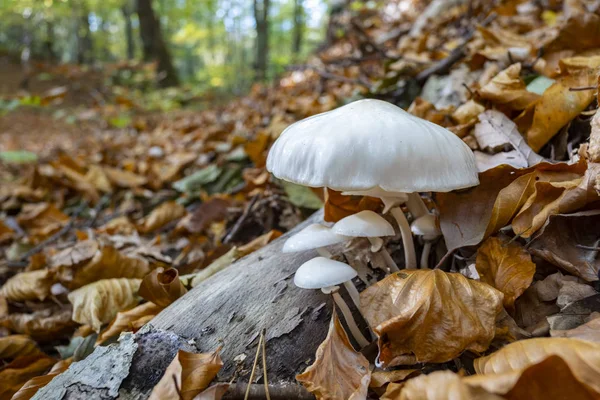 ブナの木の枯れ葉の間で腐敗した枝に成長する磁器の真菌 — ストック写真