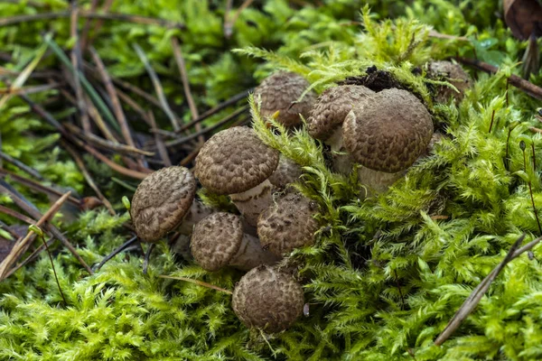 Wild Young Honey Mushrooms Growing Amon Mosses — 스톡 사진