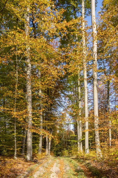 A forest track among beech trees covered with yellow and orange leaves