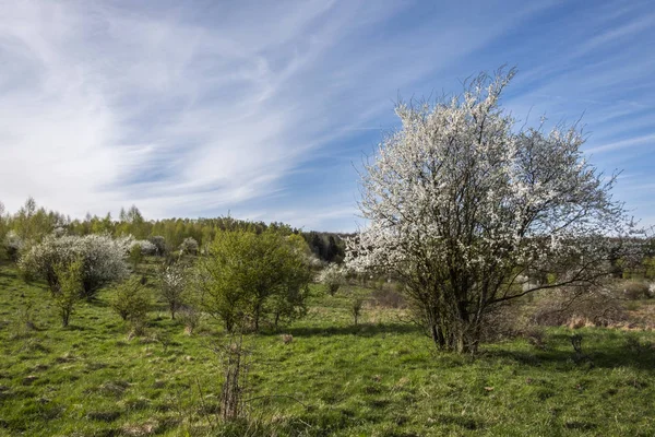 Former meadows overgrowing with wild vegetation blooming in the spring. The process called secondary succession.