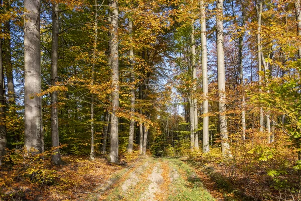 A forest gravel road in the beech forest in the autumn.