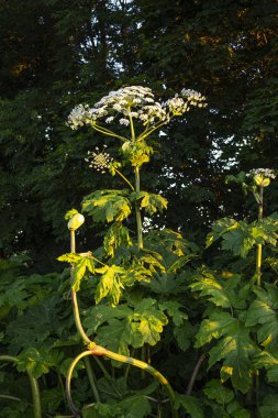 Çiçeklerle Sosnowsky's hogweed genel bir görünüm