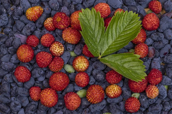 Yaban çilek meyveleri ve üstüne çilek yaprağı ile Blue-berried hanımeli