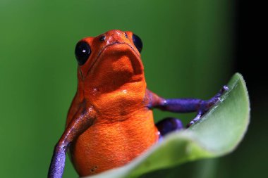 mavi kot dart kurbağası