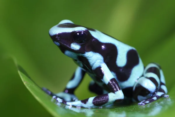 Grüner Schwarzer Dartfrosch — Stockfoto