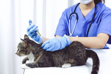 Veteriner kliniğinin muayene masasındaki kedi. Veteriner bakımı. Veteriner doktor ve kedi.