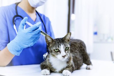 Veteriner kliniğinin muayene masasındaki kedi. Veteriner bakımı. Veteriner doktor ve kedi.