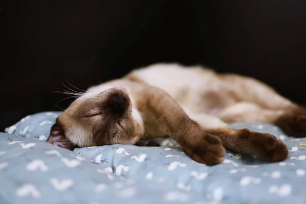 Gato Bege Castanho Siamese Gato Descansando Chão — Fotografia de Stock