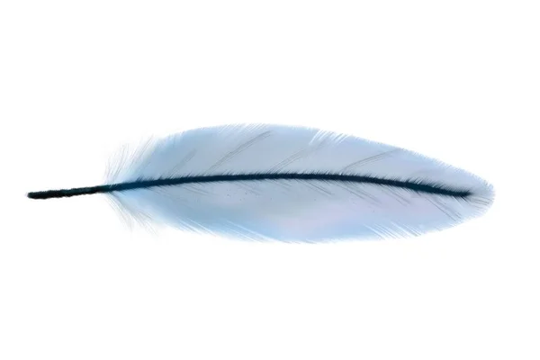 手描きの羽根イラスト ふわふわの羽だ 招待状結婚式のカード 素朴な羽明るい色 — ストック写真