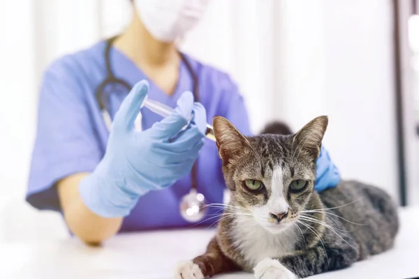 Katt Undersökningsbordet Veterinärkliniken Veterinärvård Veterinärläkare Och Katt — Stockfoto