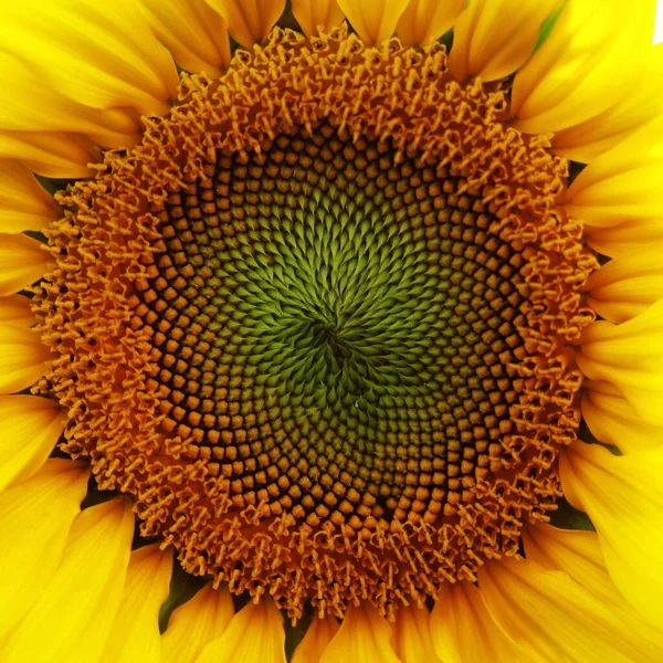 Girasole Sfondo Naturale Girasole Fiore Campo Girasole Paesaggio — Foto Stock