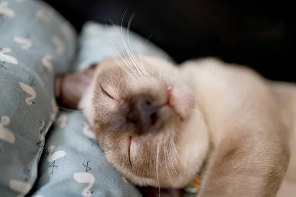 Коричневый Бежевый Кот Сиамская Кошка Отдыхает Полу — стоковое фото
