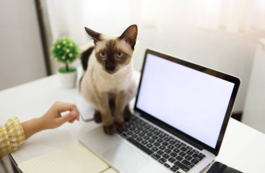 Coronavirus. Kedi ile birlikte evden çalışan iş kadını. Ev karantinası, COVID-19, Coronavirüs salgını durumu.