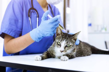 Veteriner kliniğinin muayene masasındaki kedi. Veteriner bakımı. Veteriner doktor ve kedi.