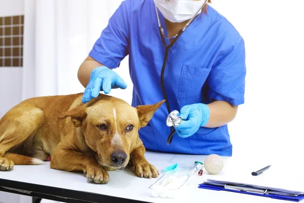 Hund Undersökningsbordet Veterinärkliniken Veterinärvård Veterinärläkare Och Hund — Stockfoto