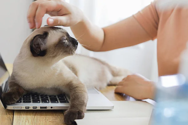 Coronavirus Kedi Ile Birlikte Çalışan Kadını Karantinası Covid Önleme Coronavirüs — Stok fotoğraf