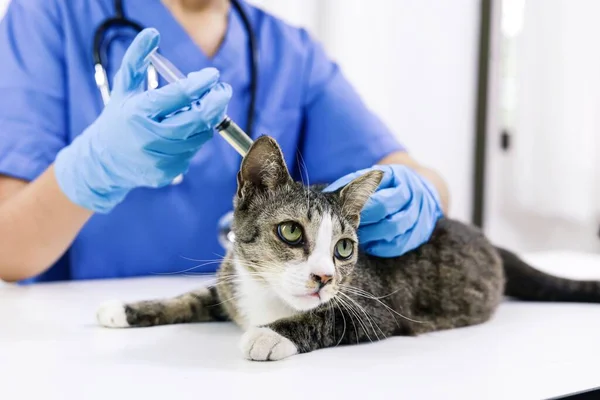 Katt Undersökningsbordet Veterinärkliniken Veterinärvård Veterinärläkare Och Katt — Stockfoto