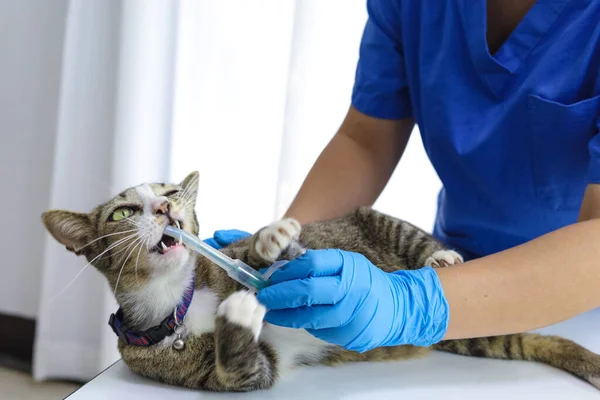 Katt Undersökningsbordet Veterinärkliniken Veterinärvård Veterinärläkare Och Katt — Stockfoto