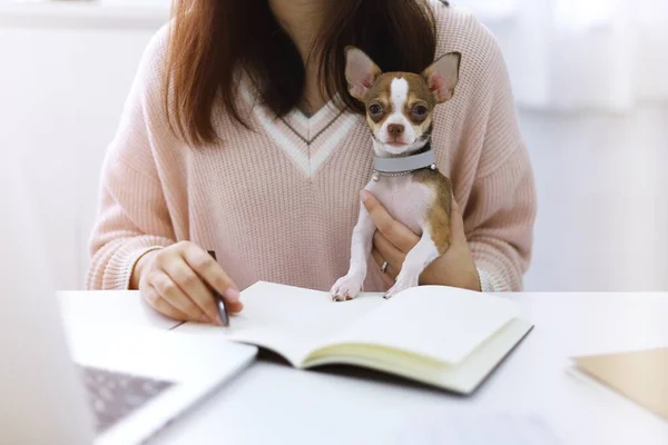 Coronavirus Business Woman Working Home Dog Concept Home Quarantine Prevention — Stock Photo, Image