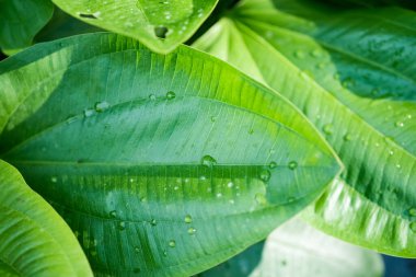 tropikal yaprak dokusu doğa yeşil arkaplan