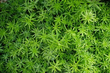 Arkaplan için güzel doğa çimi