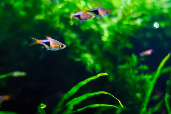 Aquarienfische Dunkelblauen Wasser — Stockfoto