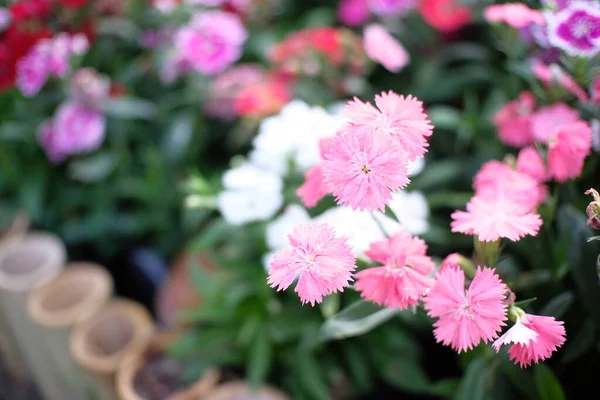 Schöne Natur Pinke Blume Der Natur Garten — Stockfoto