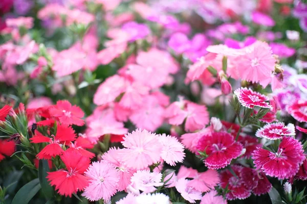 Krásná Příroda Růžové Květy Přírodě Zahrada — Stock fotografie