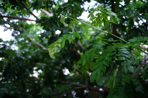 Bokeh Ormanı Nın Arka Plan Bulanıklığı Bahçe Güneş Işığına Sahip — Stok fotoğraf