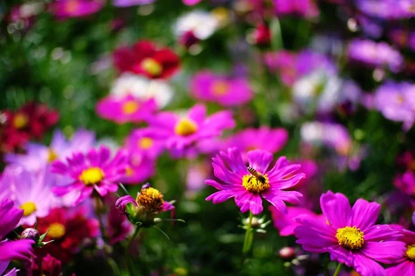 Schöne Natur Pinke Blume Der Natur Garten — Stockfoto