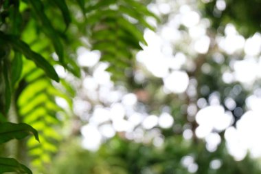 Bokeh Ormanı 'nın arka plan bulanıklığı. bahçe ve güneş ışığına sahip park, perspektifli arka plan için kullan