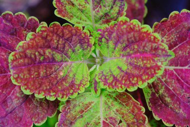 tropikal yaprak dokusu doğa arkaplanı