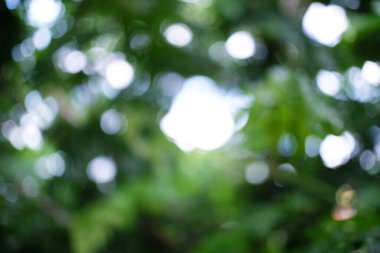 Bokeh Ormanı 'nın arka plan bulanıklığı. bahçe ve güneş ışığına sahip park, perspektifli arka plan için kullan