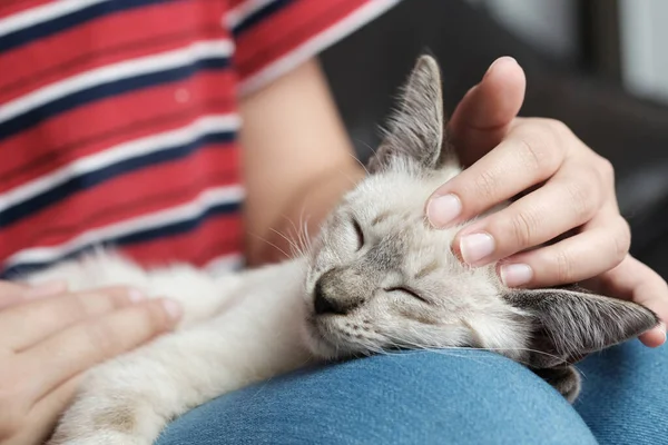 Frau Umarmt Niedliche Katze Freundschaft Tierliebhaber Vertrauen Sie Der Liebe — Stockfoto