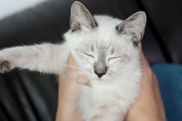 Abraço Mulher Gato Bonito Amizade Amante Animais Confiança Amor Amigo — Fotografia de Stock