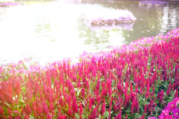 Hahnenkamm Hahnenkamm Blume Der Natur Garten — Stockfoto